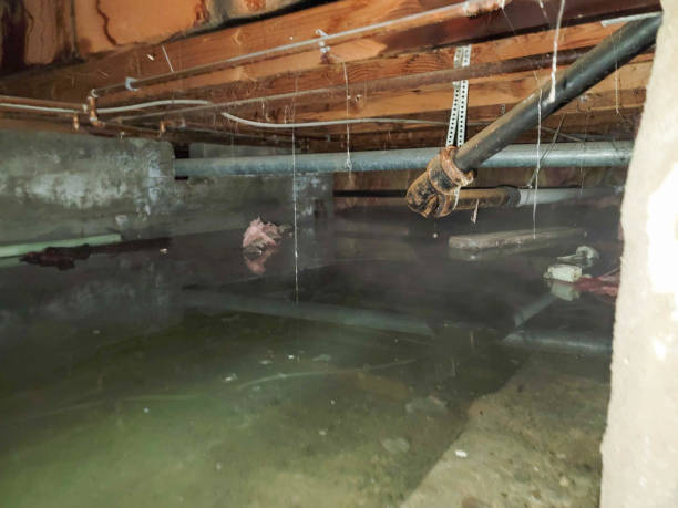 Best Basement water damage restoration  in Lagrange, GA